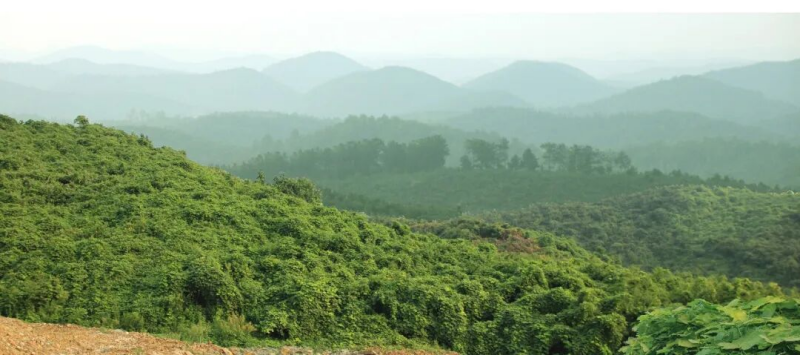 漫山遍野的野生葛根.png