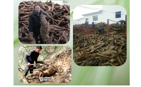 一勺野生葛根粉里的「古今對話」，從古籍記載到現代餐桌的清涼傳承