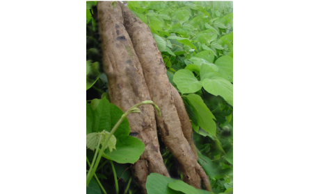 吃了這么多年的野生葛根粉，你吃對(duì)了嗎？