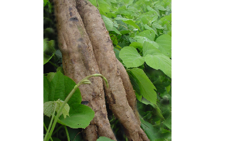 長期吃葛粉是養(yǎng)生還是傷身？科學(xué)解讀它的三大益處，讓你吃得更明白！