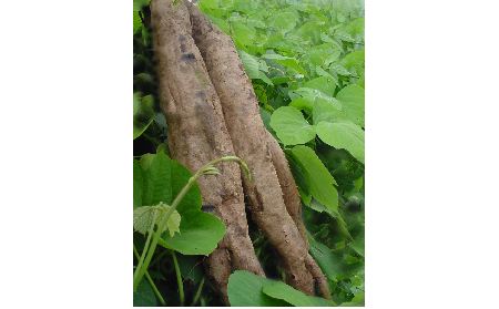 正宗的野生葛根粉，本質(zhì)是淀粉嗎？探秘千年本草中的自然饋贈