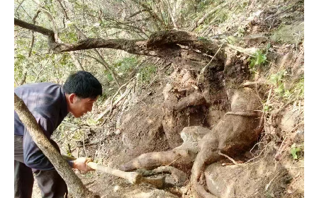 藏在隨州深山里的自然饋禮：二月風(fēng)有機(jī)野生葛根粉，守護(hù)孩子純粹成長